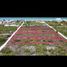  Terrain for sale in Ixil, Yucatan, Ixil