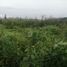  Land for sale in Atenco, Mexico, Atenco
