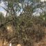  Land for sale in Doctor Arroyo, Nuevo Leon, Doctor Arroyo