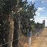 Land for sale in Doctor Arroyo, Nuevo Leon, Doctor Arroyo