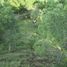  Land for sale in Compostela, Nayarit, Compostela