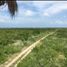  Terreno (Parcela) en venta en Rio Lagartos, Yucatán, Rio Lagartos
