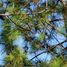  토지을(를) Amealco De Bonfin, Queretaro에서 판매합니다., Amealco De Bonfin