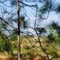 토지을(를) Amealco De Bonfin, Queretaro에서 판매합니다., Amealco De Bonfin