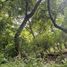  Land for sale in Comala, Colima, Comala