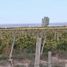 Studio Villa zu verkaufen in Santa Rosa, Mendoza, Santa Rosa