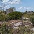  Terrain for sale in Celestun, Yucatan, Celestun