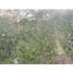 Terrain à vendre à Rionegro, Antioquia, Rionegro, Antioquia