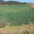  Grundstück zu verkaufen in Jilotepec, Mexico, Jilotepec