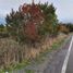  Land for sale in Frutillar, Llanquihue, Frutillar