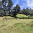  Land for sale in La Ceja, Antioquia, La Ceja