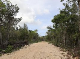  Grundstück zu verkaufen in Cozumel, Quintana Roo, Cozumel