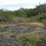 Terrain à vendre à Yaxkukul, Yucatan, Yaxkukul