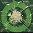  Land for sale in Seye, Yucatan, Seye