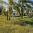  Land for sale in Montemorelos, Nuevo Leon, Montemorelos