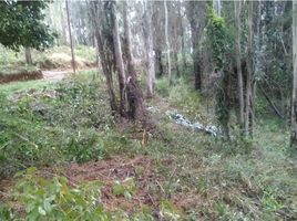  Land for sale in Mariquina, Valdivia, Mariquina