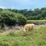  Land for sale in Comala, Colima, Comala