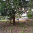  Land for sale in Canaveral, Cocle, Canaveral, Penonome