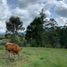  Grundstück zu verkaufen in Rionegro, Antioquia, Rionegro, Antioquia, Kolumbien