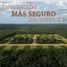  Land for sale in Seye, Yucatan, Seye