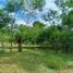  Land for sale in Santo Tomas, Chiriqui, Santo Tomas