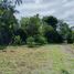  Land for sale in Chiriqui, Santo Tomas, Alanje, Chiriqui