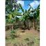  Land for sale in Chiriqui, Santo Tomas, Alanje, Chiriqui