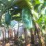  Land for sale in El Triunfo, Guayas, El Triunfo, El Triunfo