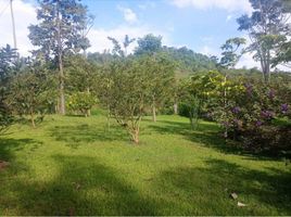  Land for sale in Pereira, Risaralda, Pereira