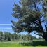  Land for sale in Cautin Araucania, Temuco, Cautin, Araucania, Chile