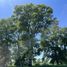  Land for sale in Cautin Araucania, Temuco, Cautin, Araucania, Chile