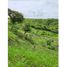  Land for sale in Penonome, Cocle, Cocle, Penonome