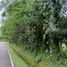  Land for sale in El Bongo, Chiriqui, El Bongo