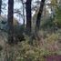  Land for sale in Neuquen, Lacar, Neuquen