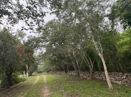  Grundstück zu verkaufen in Conkal, Yucatan, Conkal