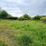  Land for sale in Chile, Requinao, Cachapoal, Libertador General Bernardo Ohiggins, Chile