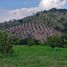 Studio Villa for sale in Toro, Valle Del Cauca, Toro