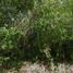  Land for sale in Uayma, Yucatan, Uayma