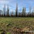  Land for sale in Confluencia, Neuquen, Confluencia