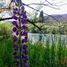  Land for sale in Alumine, Neuquen, Alumine
