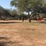  Land for sale in Rivadavia, Salta, Rivadavia