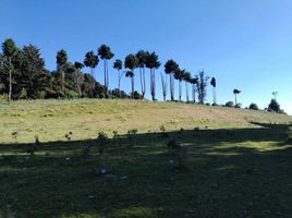  Grundstück zu verkaufen in Texcalyacac, Mexico, Texcalyacac