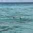  Terreno (Parcela) en venta en Othon P Blanco, Quintana Roo, Othon P Blanco