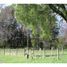  Land for sale in Chile, Vilcun, Cautin, Araucania, Chile