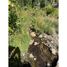  Land for sale in Chile, Curarrehue, Cautin, Araucania, Chile