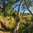  Land for sale in Cautin Araucania, Villarrica, Cautin, Araucania, Chile