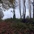  Land for sale in Chile, Pitrufquen, Cautin, Araucania, Chile