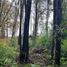  Land for sale in Chile, Pitrufquen, Cautin, Araucania, Chile