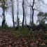  Land for sale in Chile, Pitrufquen, Cautin, Araucania, Chile