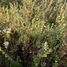  Terreno (Parcela) en venta en Chile, Pucón, Cautín, Araucanía, Chile